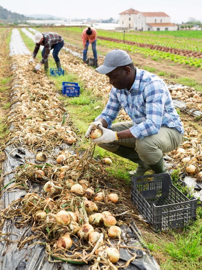 african american farm worker harvesting onion bulbs in field royalty free stock photo