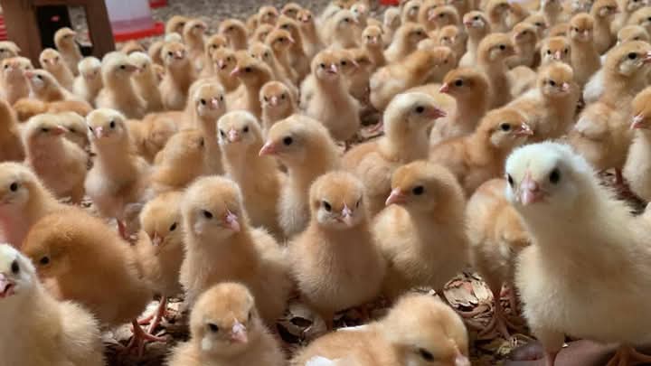 beaucoup poussins