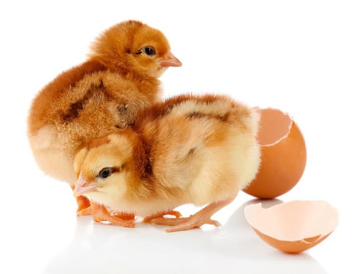 poussiin oeuf