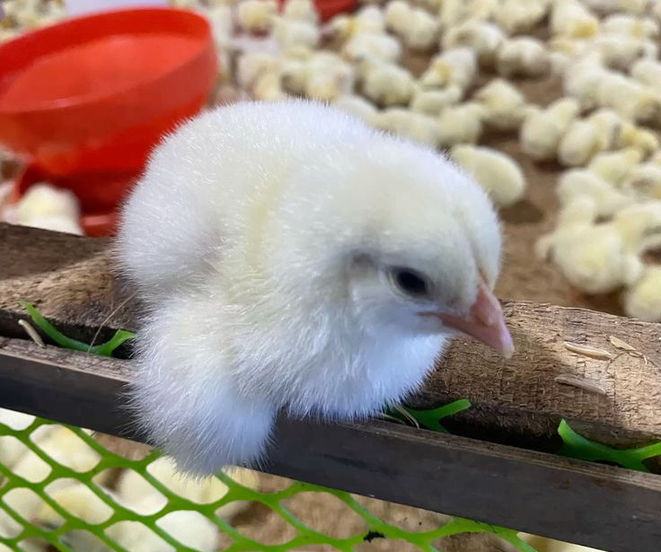 poussins 2