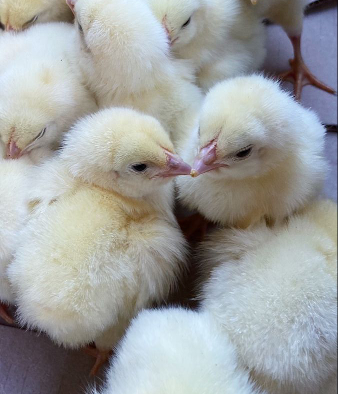 poussins